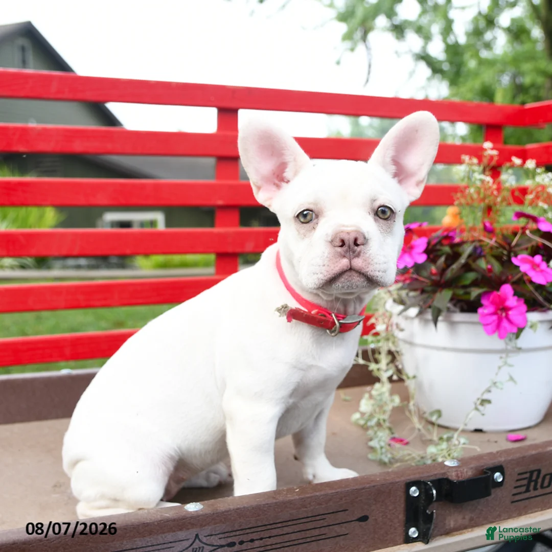 French Bulldog dogs for sale: Lulu - Ad 2