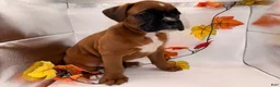 Boxer dogs for sale:  Emily - Ad 4