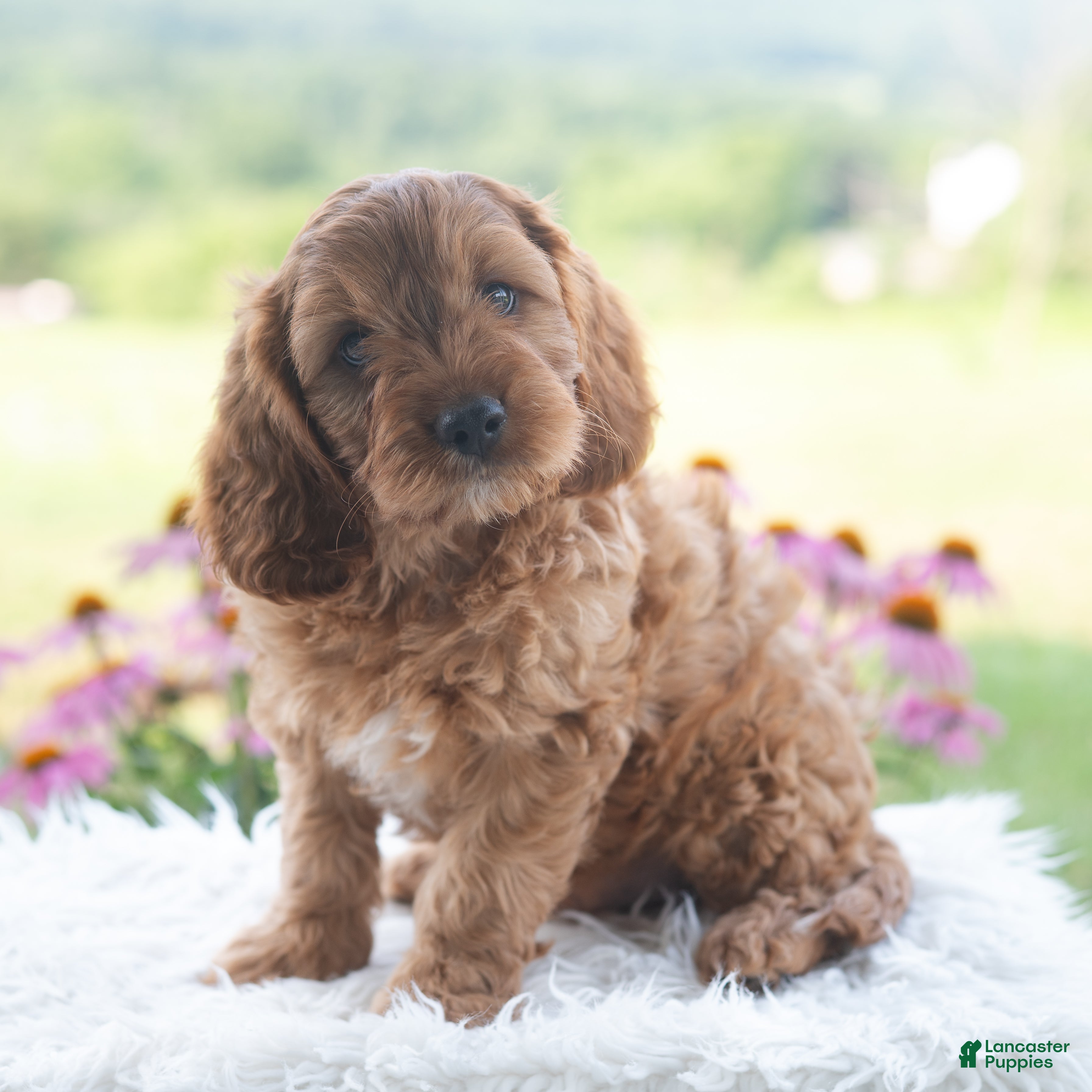 Cavapoo dogs Benji  - Ad 2