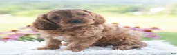 Cavapoo dogs for sale: Benji  - Ad 2