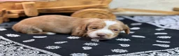Miniature Dachshund dogs for sale: SILKY  Red/cream girl - Ad 6