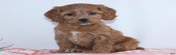 Cockapoo dogs for sale: Geneva - Ad 4