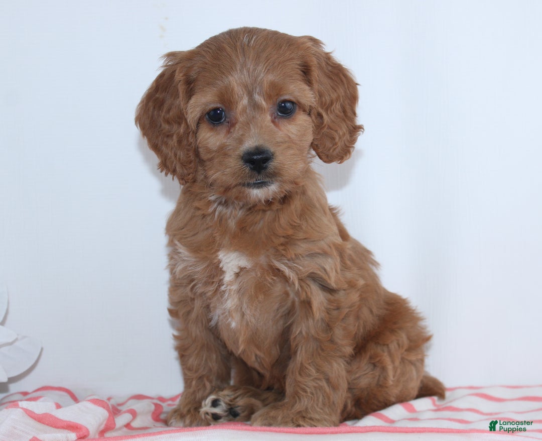 Cockapoo dogs for sale: Geneva - Ad 4