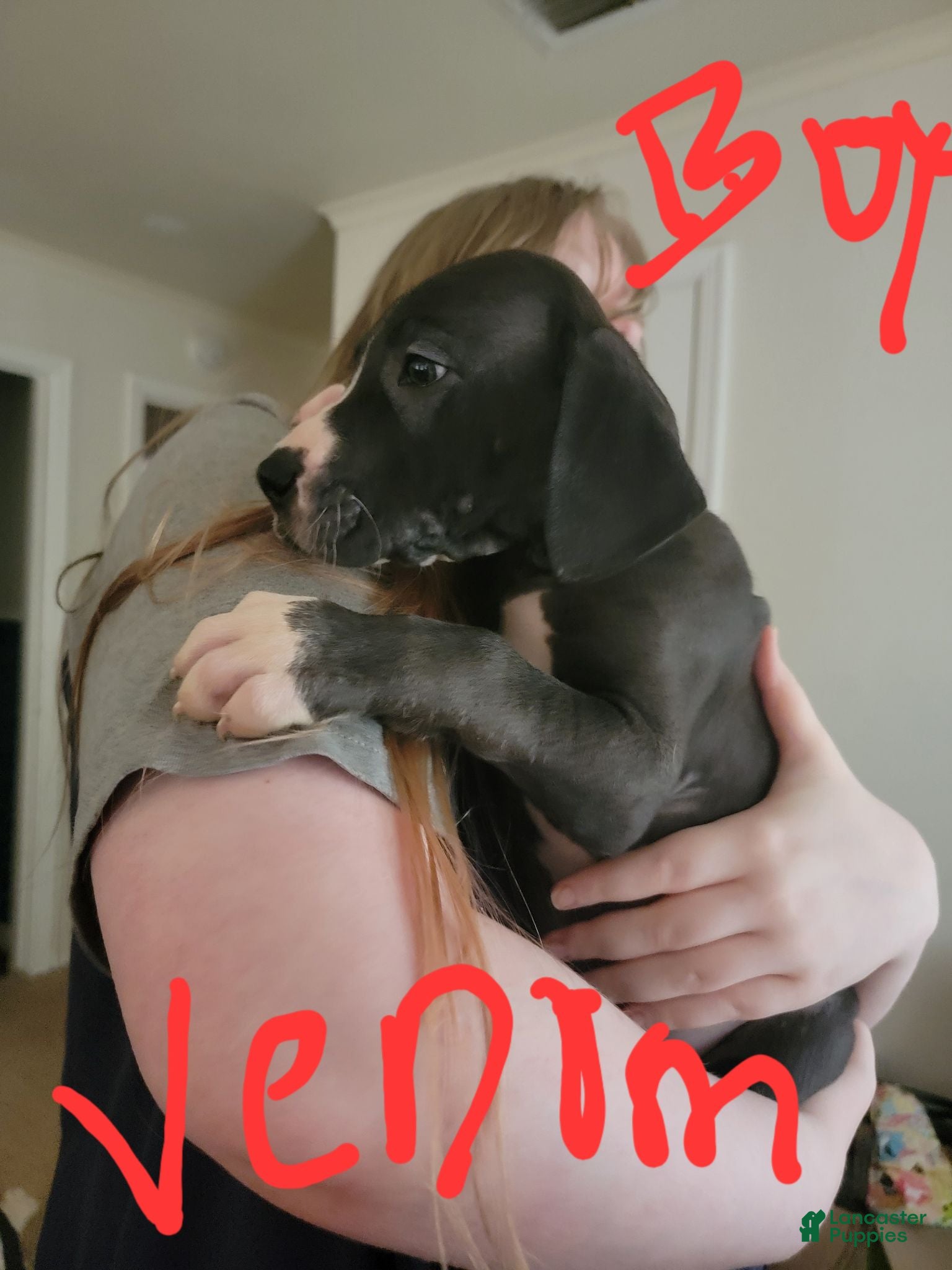 Great Dane dogs Great Dane 10 - Ad 8