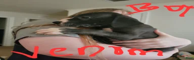 Great Dane 10