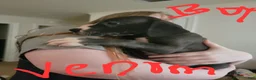 Great Dane dogs for sale: Great Dane 10 - Ad 1