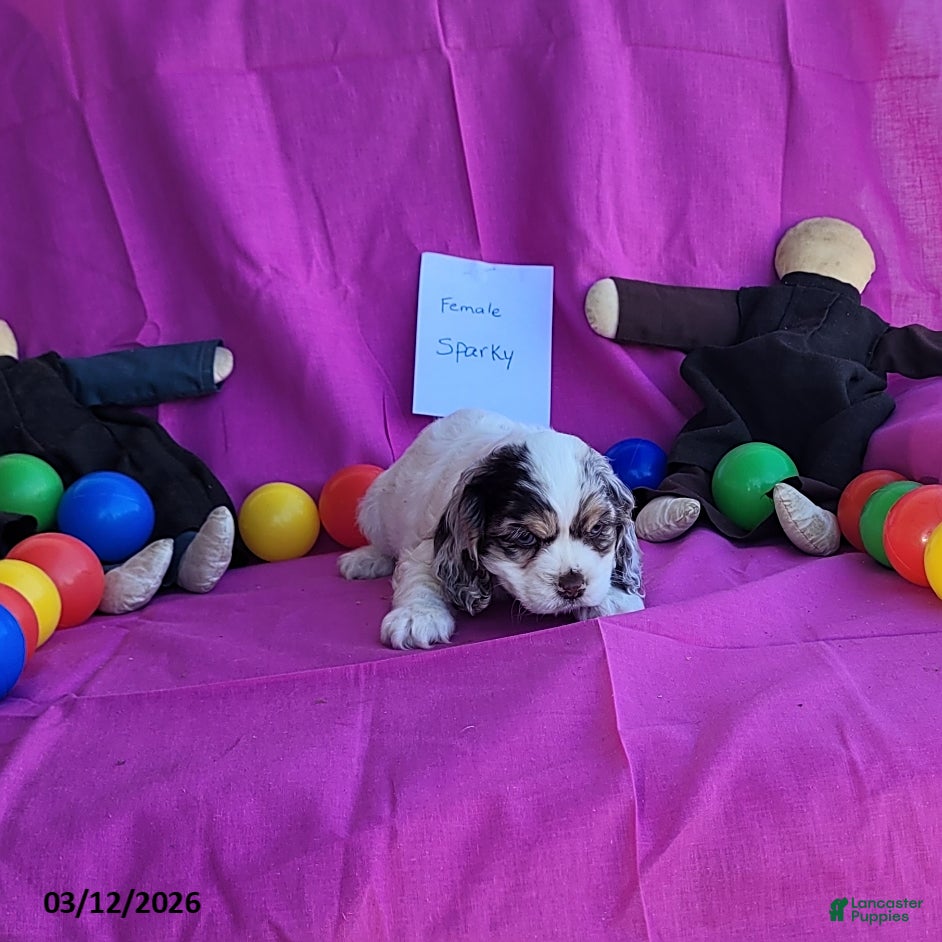 English Cocker Spaniel dogs Sparky - Ad 2