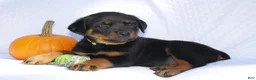 Rottweiler dogs for sale: Hank - Ad 1