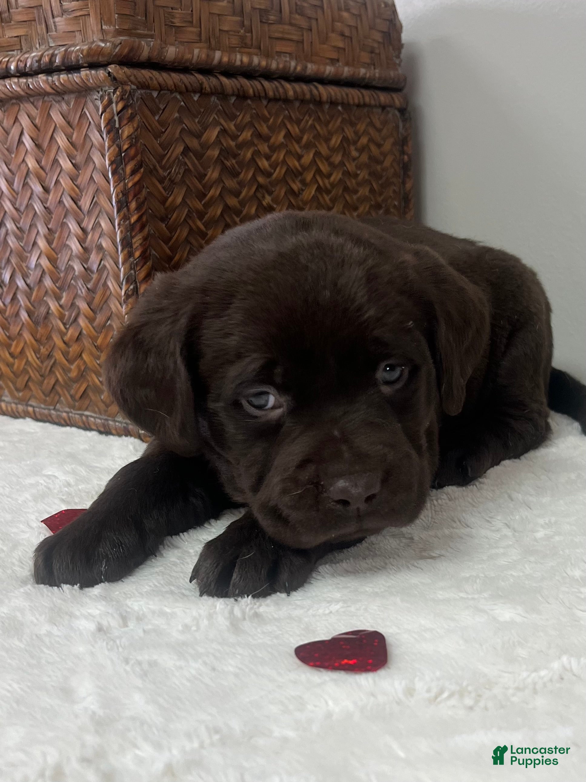 Labrador Retriever dogs Bailey - Ad 35