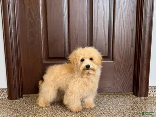 Maltipoo dogs Kobe - Ad 34