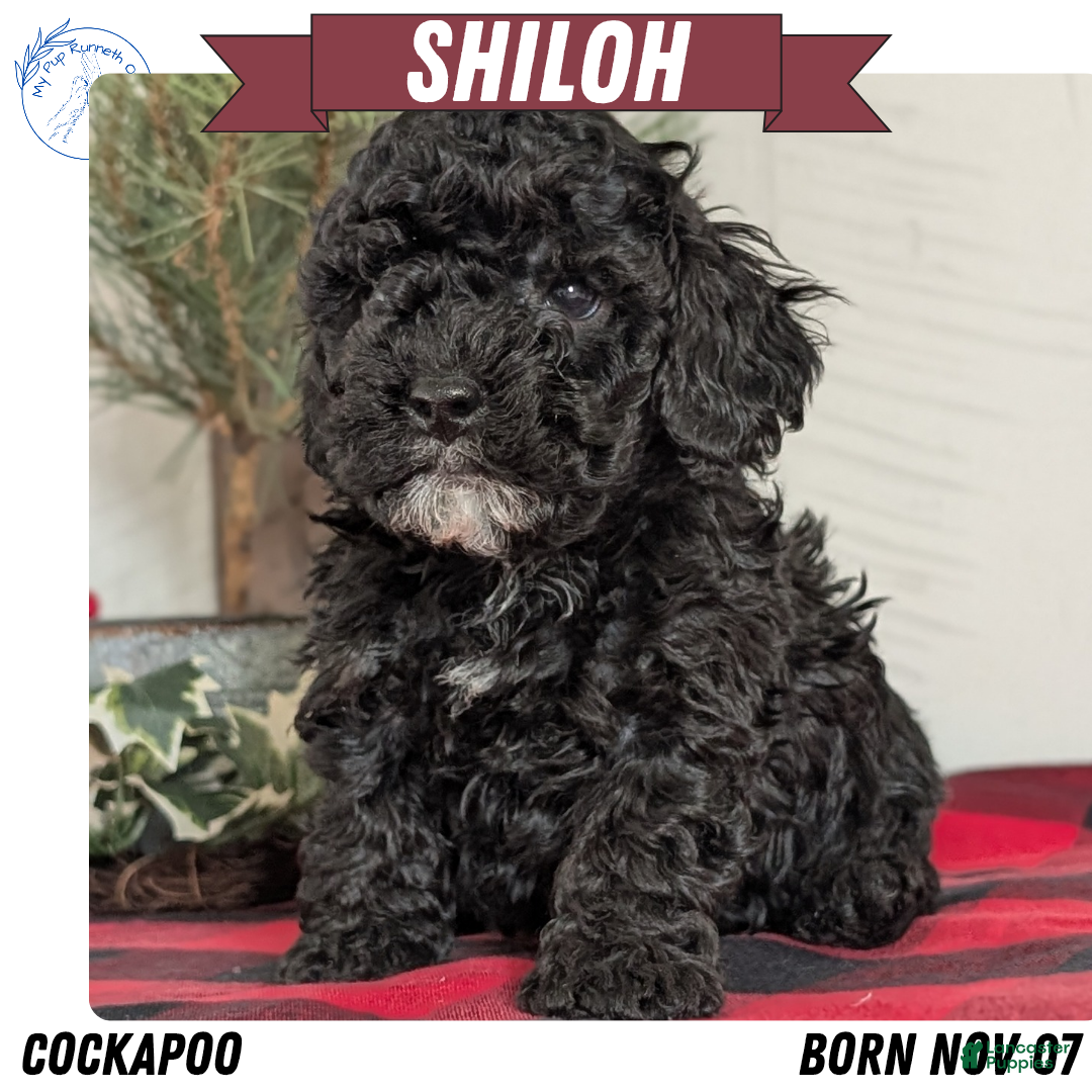 Cockapoo dogs for sale: Shiloh - Ad 1