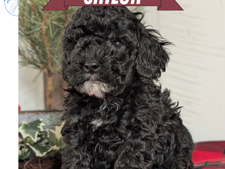 Cockapoo dogs Shiloh - Ad 12