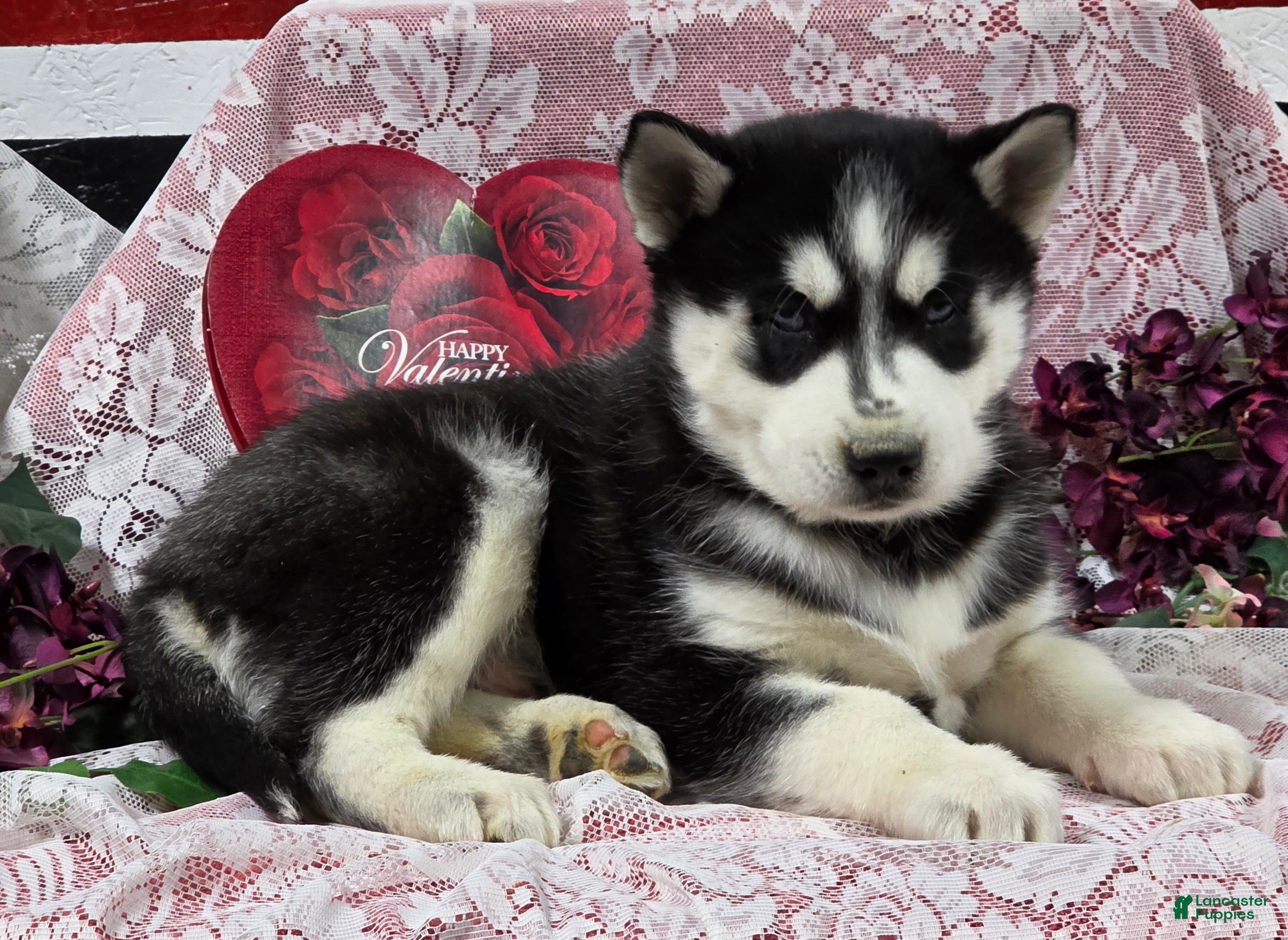 Siberian Husky dogs for sale: Kylan - Ad 3
