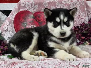 Siberian Husky dogs Kylan - Ad 41