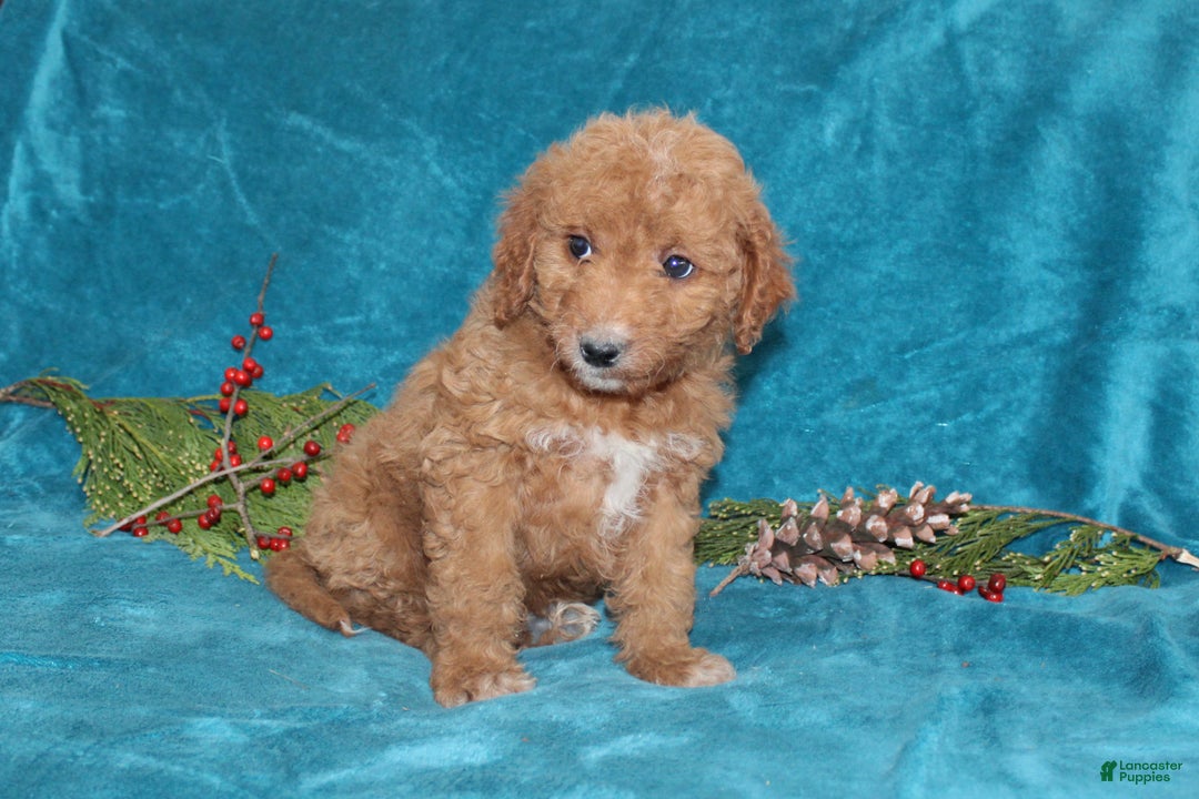 Mini Goldendoodle dogs for sale: Teddy - Ad 4