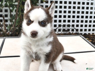 Siberian Husky dogs - Ad 24