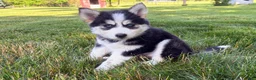 Pomsky dogs for sale: Daisy - Ad 3