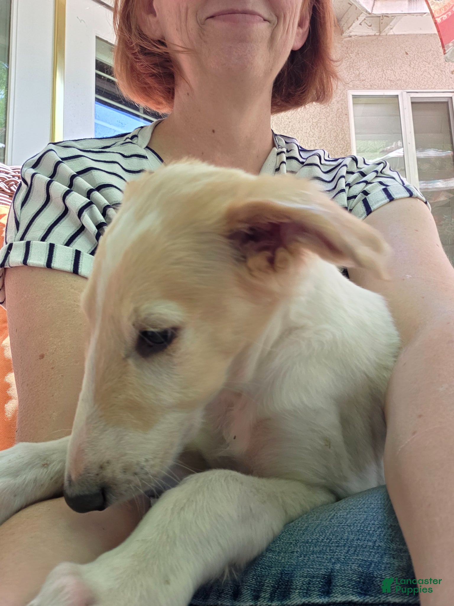 Borzoi dogs Victor - Ad 2
