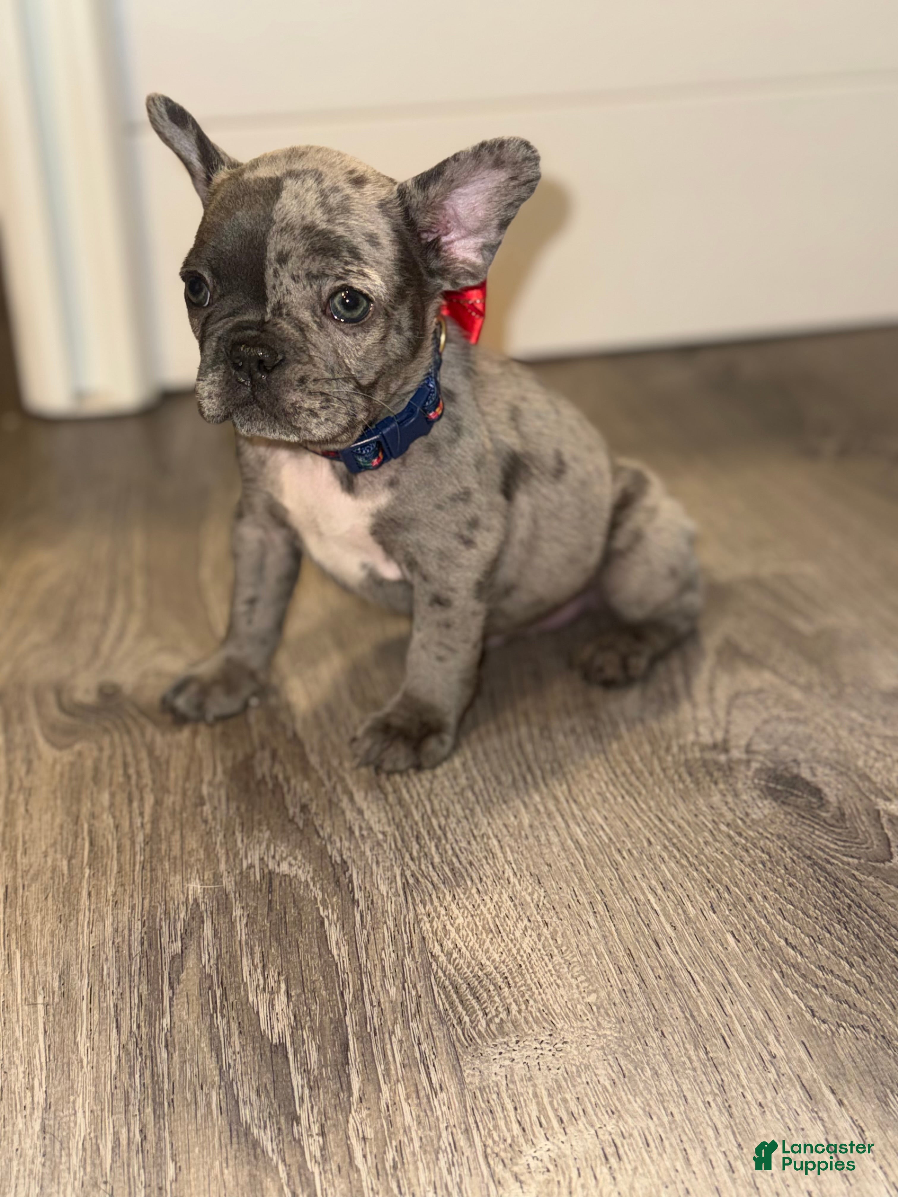 French Bulldog dogs French Bulldog Puppy 2 - Ad 15