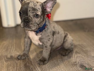 French Bulldog dogs French Bulldog Puppy 2 - Ad 15