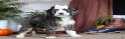 Mini Bernedoodle dogs for sale: Lucy - Ad 5