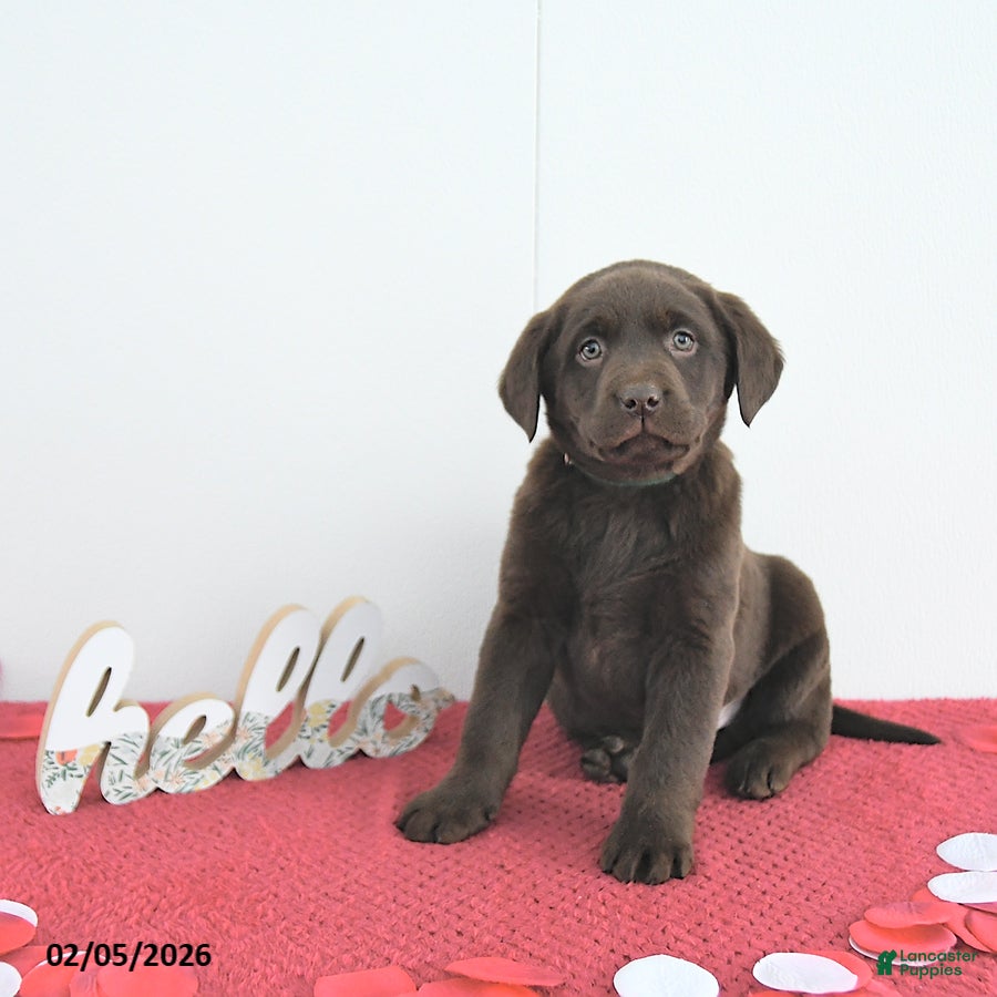 Labrador Retriever dogs Hunter - Ad 11