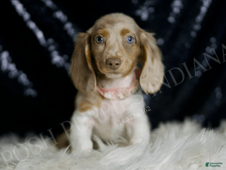 Miniature Dachshund dogs - Ad 30