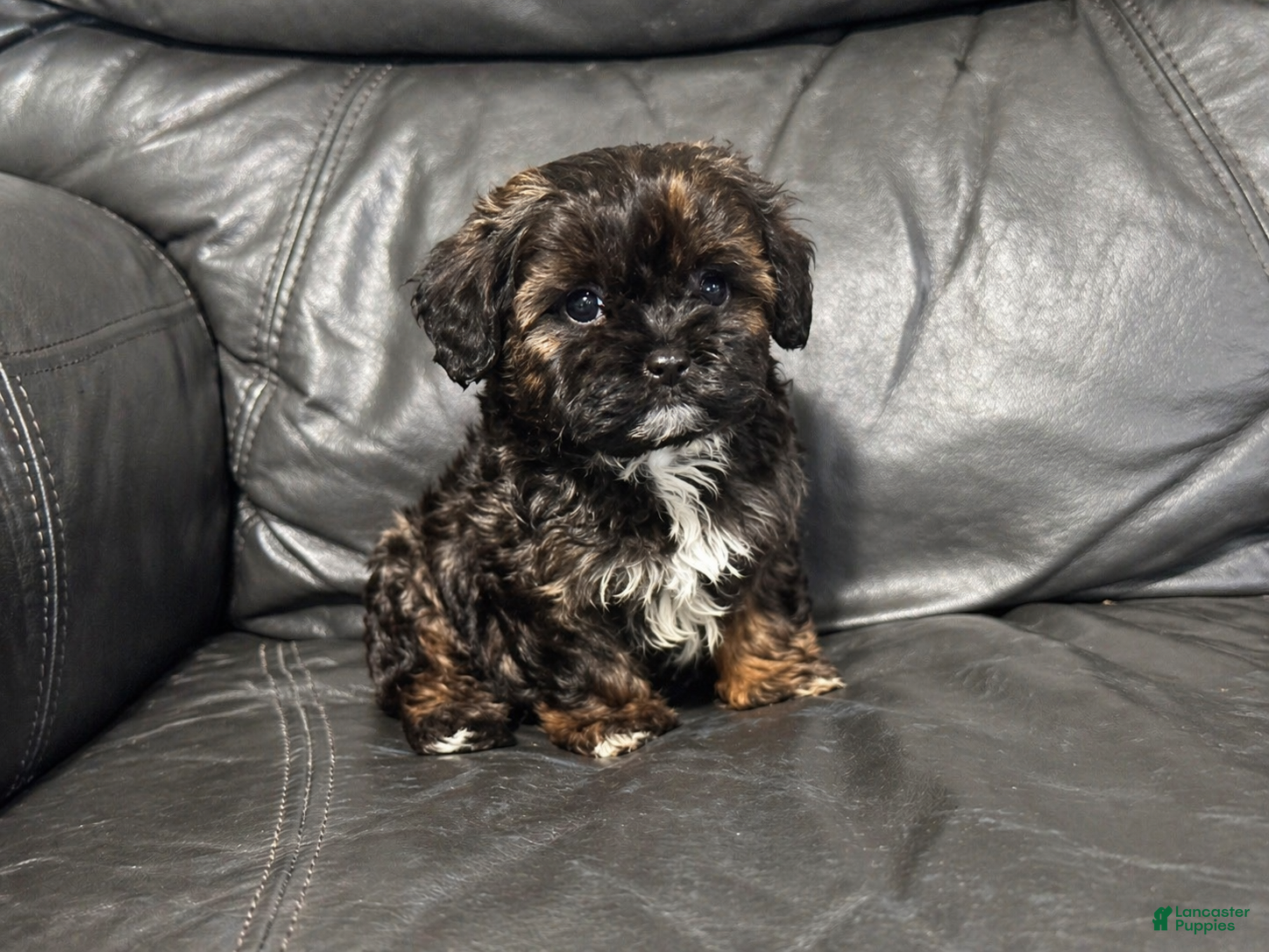Cavapoo dogs Ava - Ad 30