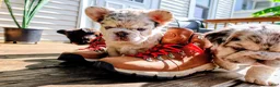 French Bulldog dogs for sale: French Bulldog Puppy 1 - Ad 1