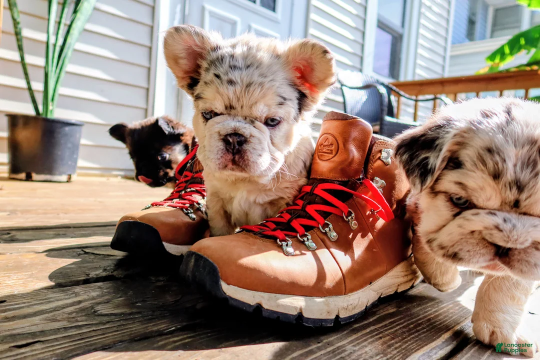 French Bulldog dogs for sale: French Bulldog Puppy 1 - Ad 1