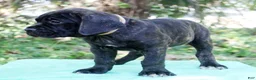 Cane Corso dogs for sale: Billie Jean - Ad 2