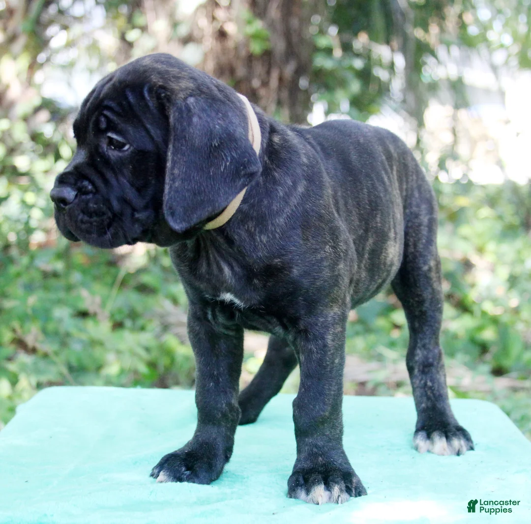 Cane Corso dogs for sale: Billie Jean - Ad 2