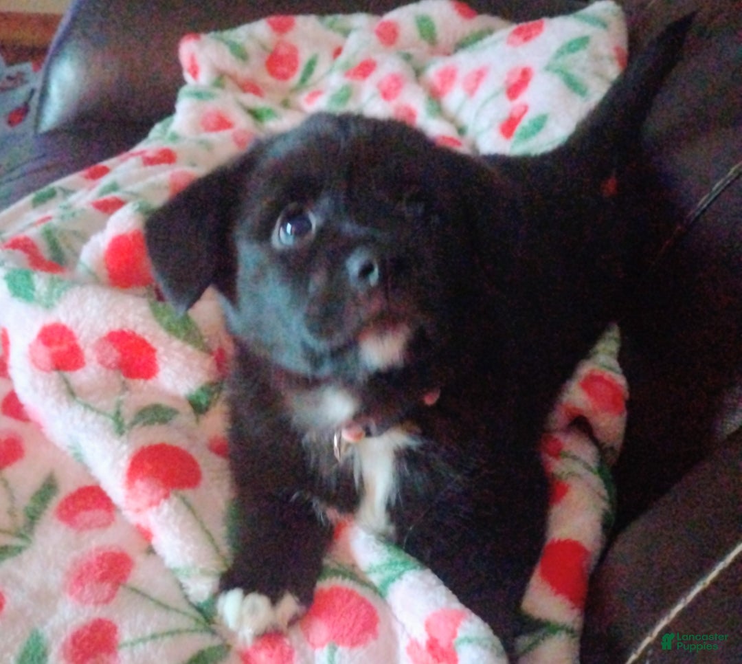 Mixed Breed dogs for sale: Mixed Breed Puppy 4 - Ad 2