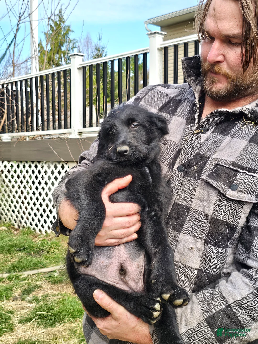 Mixed Breed dogs for sale: Bowser - Ad 1