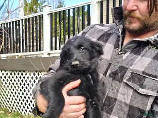 Mixed Breed dogs Bowser - Ad 5