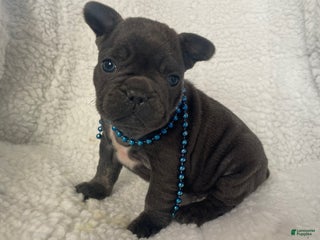 French Bulldog dogs - Ad 25