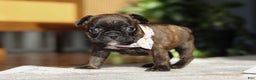French Bulldog dogs for sale: Shiloh - Ad 8