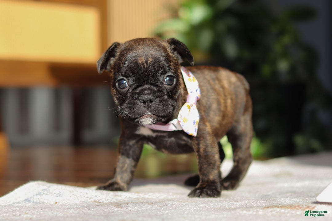 French Bulldog dogs for sale: Shiloh - Ad 8