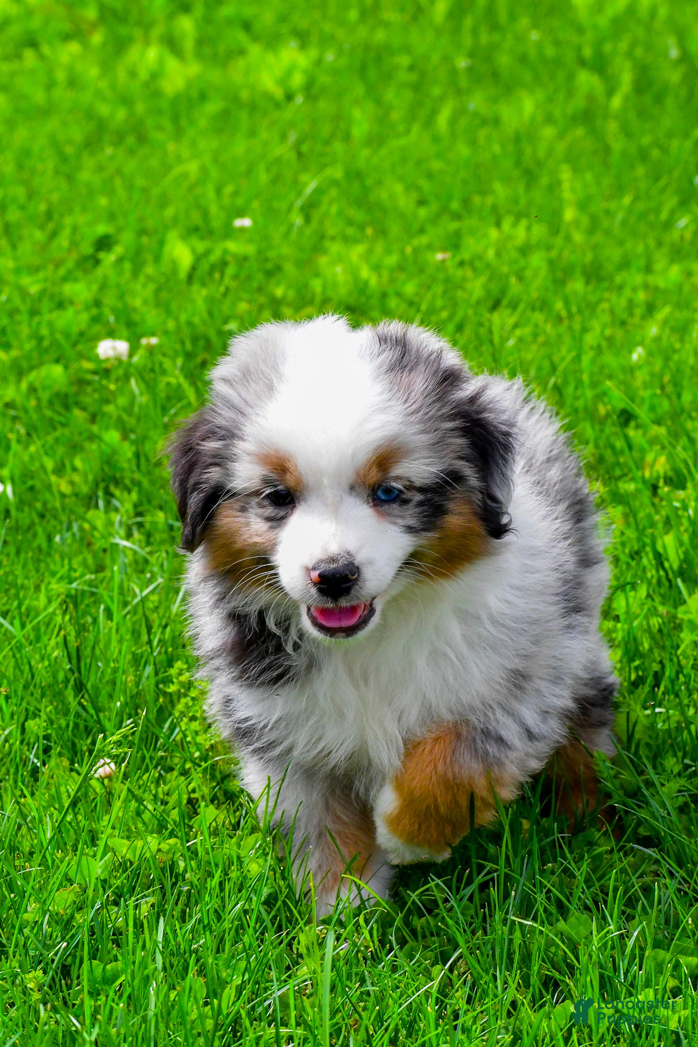 Miniature Australian Shepherd dogs Elon - Ad 2