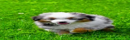 Miniature Australian Shepherd dogs for sale: Elon - Ad 2