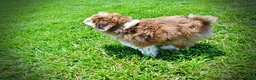 Havapoo dogs for sale: Domino - Ad 12