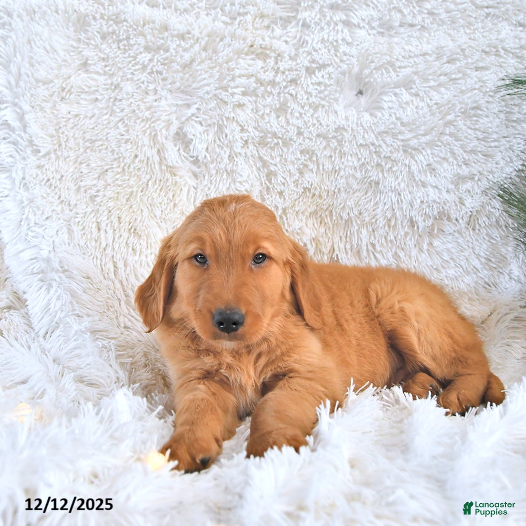 Golden Retriever dogs for sale: Snuggles   - Ad 3