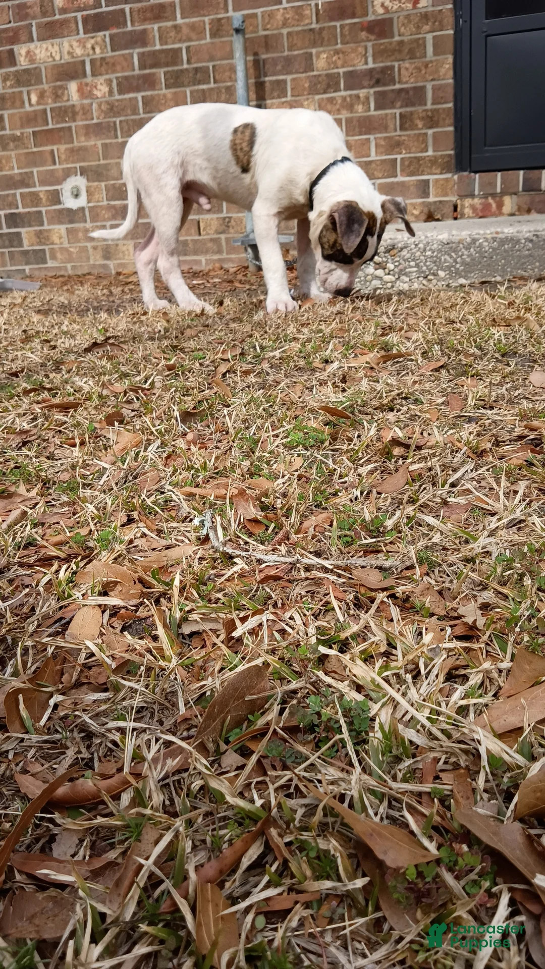 American Pit Bull Terrier dogs for sale: American Pit Bull Terrier Puppy 1 - Ad 3