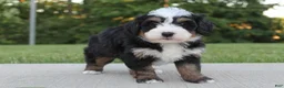 Mini Bernedoodle dogs for sale: Oden - Ad 5