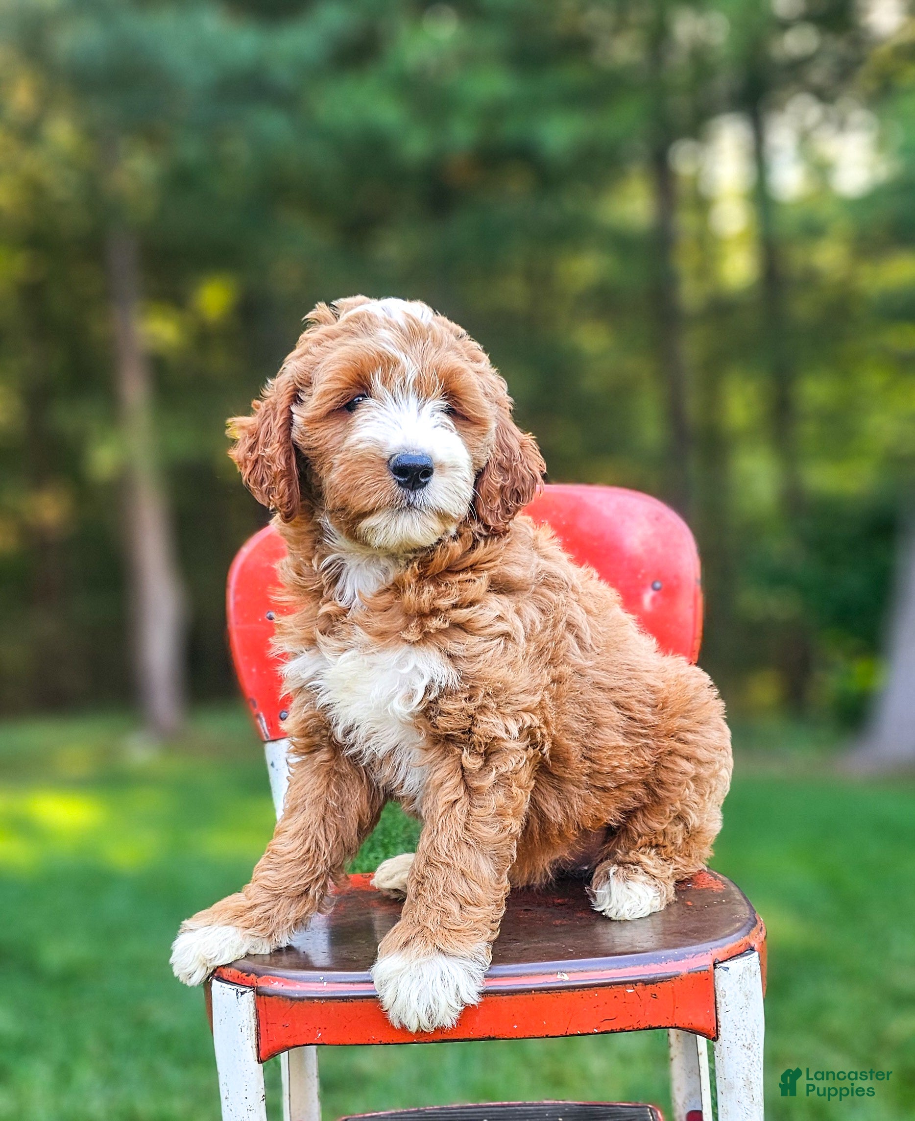 Mini Goldendoodle dogs Ellie - Ad 1