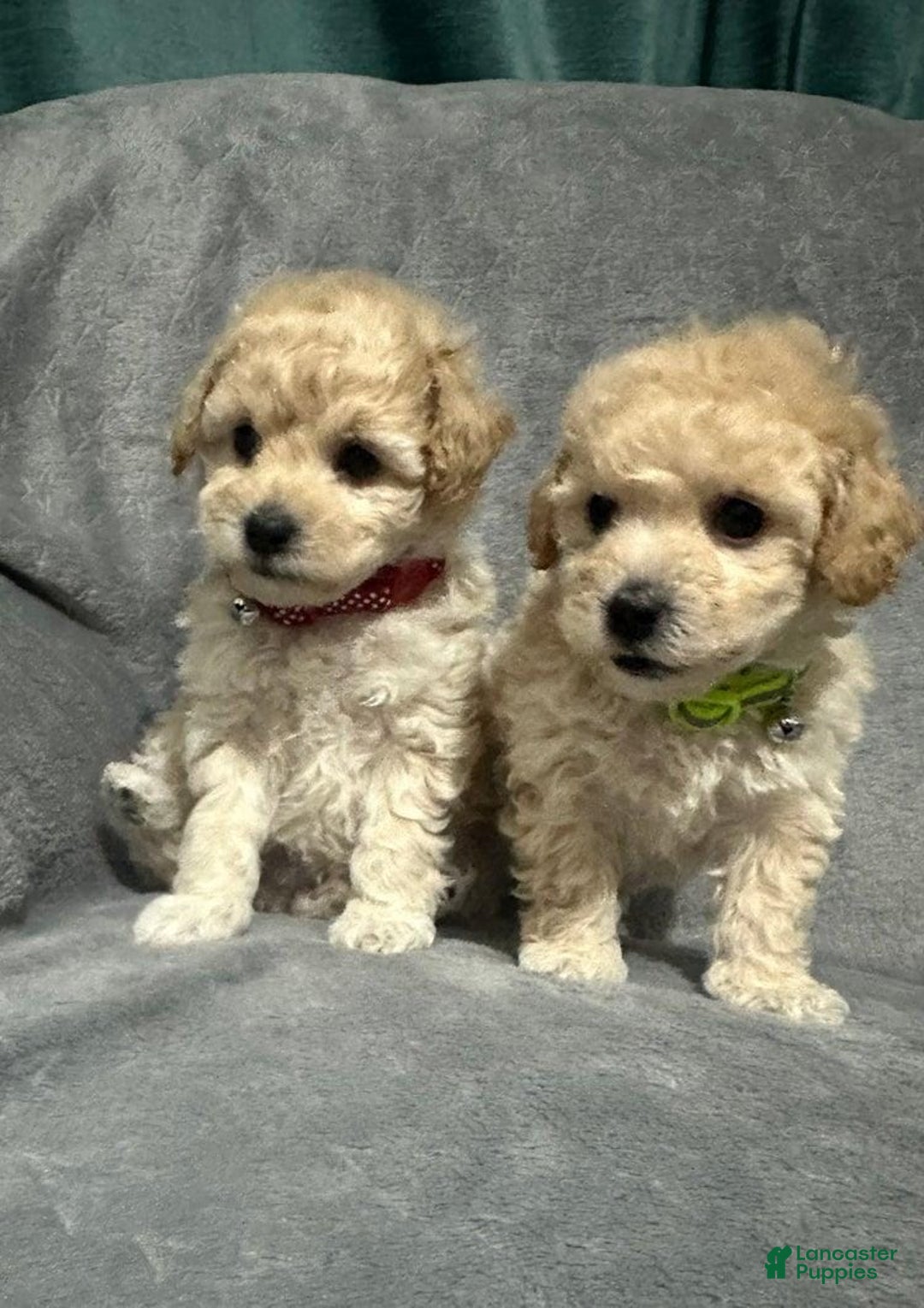Maltipoo dogs for sale: Sam - Ad 19
