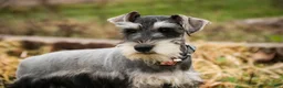 Miniature Schnauzer dogs for sale: Murphy - Ad 8