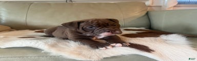 Olde English Bulldogge Puppy 3