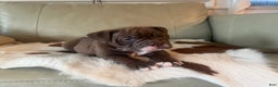 Olde English Bulldogge dogs for sale: Olde English Bulldogge Puppy 3 - Ad 1