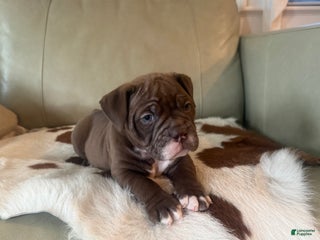 Olde English Bulldogge dogs Olde English Bulldogge Puppy 3 - Ad 35